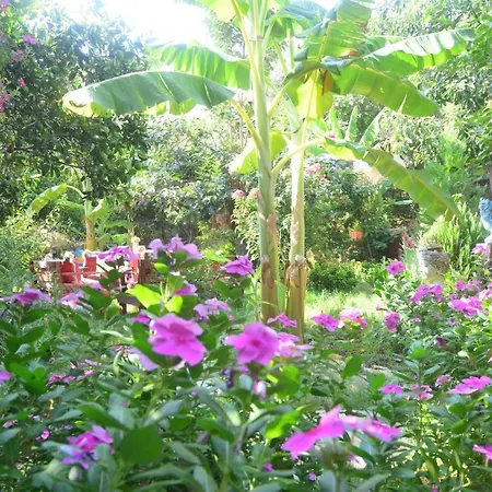 Authentic Deluxe B&B Hotel Room Surrounded By Nature In Antalya ベッド・アンド・ブレックファスト アンタルヤ